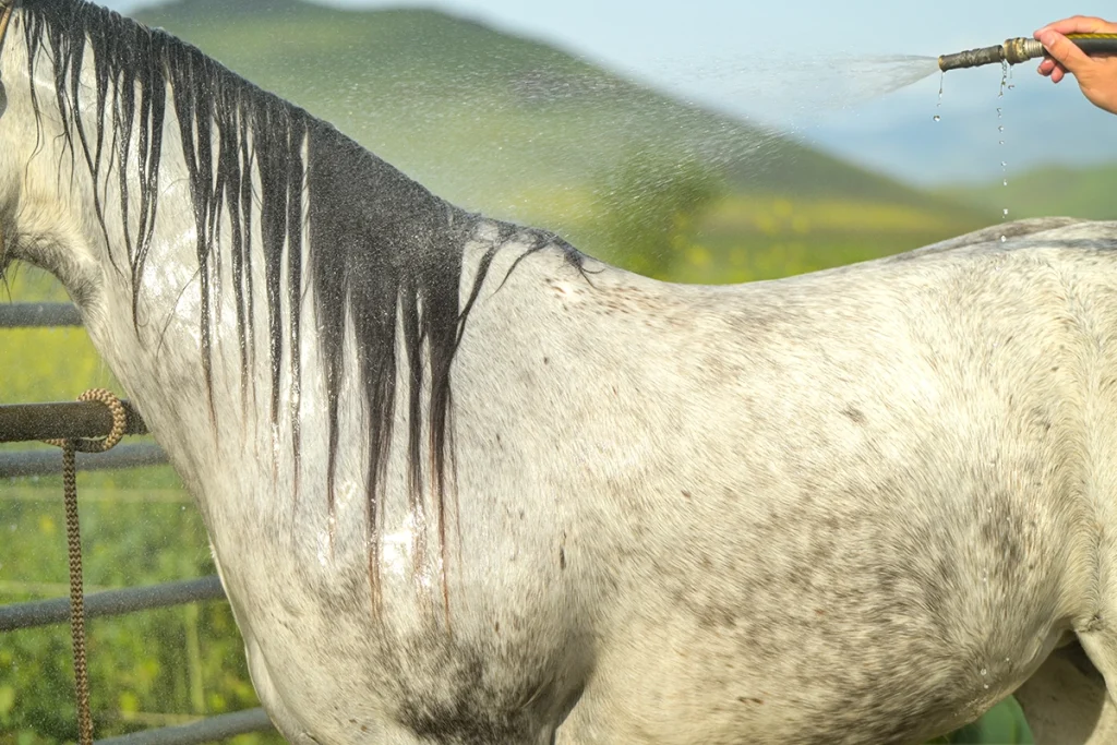 How to Bathe a Horse