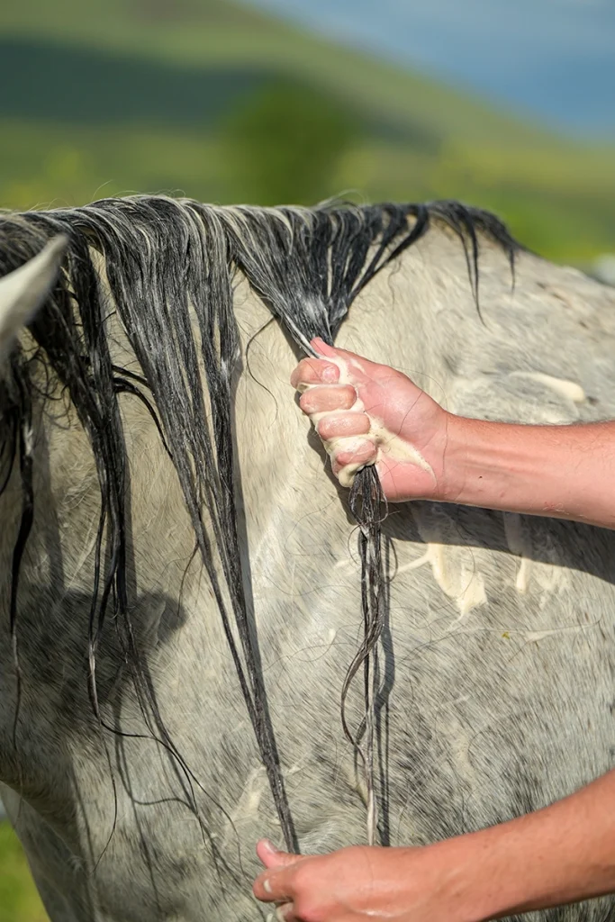 Washing the mane.
