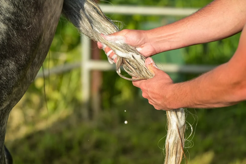 Washing the tail.