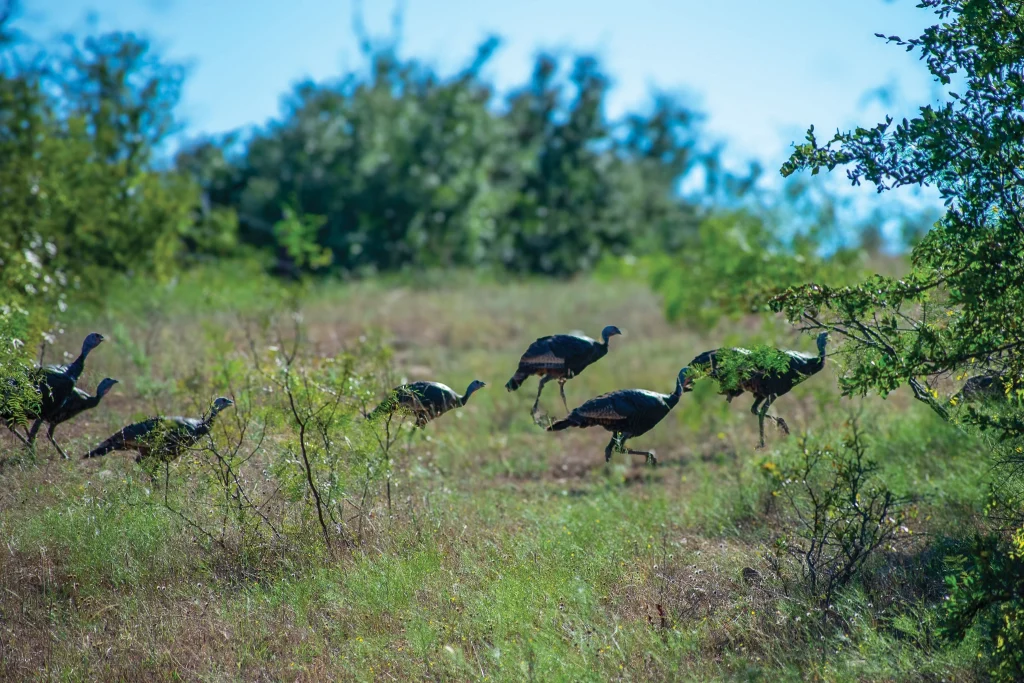 A rafter of turkeys.