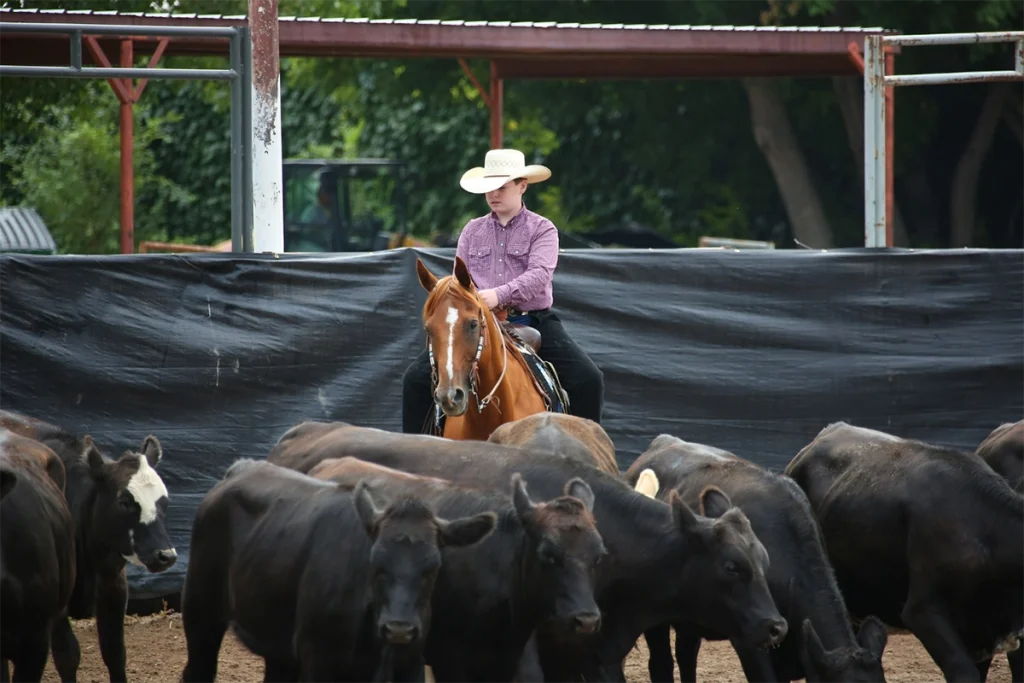 A young rider competes in a 4-H horse show.