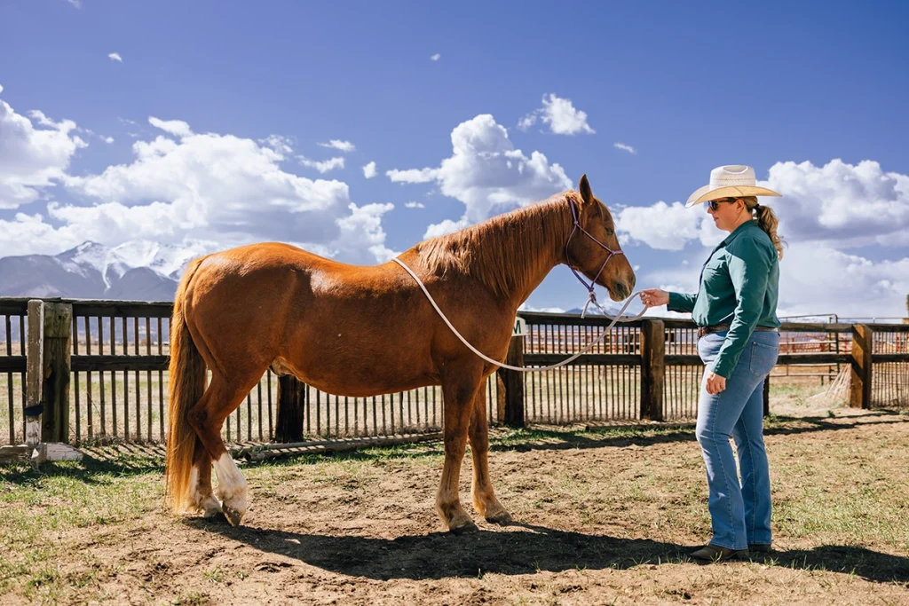 Groundwork Exercises to Try with Your Horse