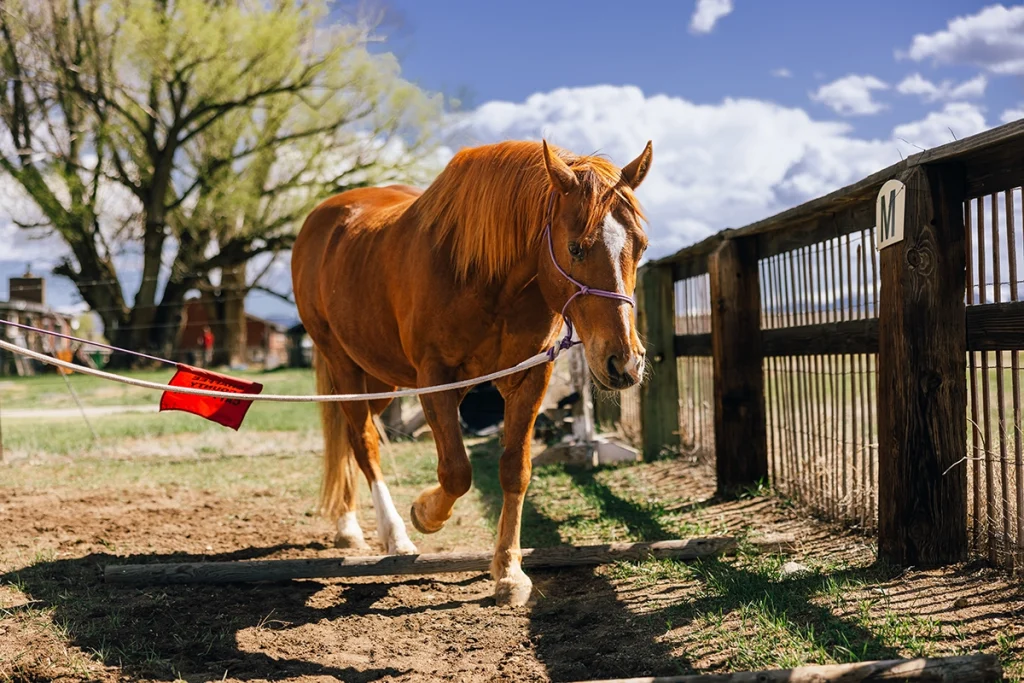 A sorrel horse walking on a lead rope.