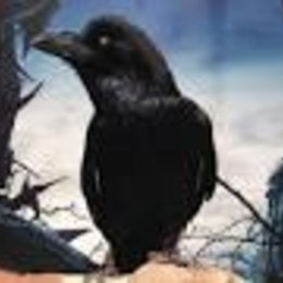 COMO DE LLAMA EL CUERVO DE MALEFICA - QUE TANTO SABES SOBRE MALEFICA