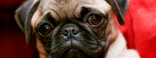 Preguntados: Que tanto sabes de los pugs?