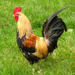 Si un gallo pone un huevo en una montaña y el viento lo mueve, ¿a dónde cae el huevo? - ¿Qué tan INTELIGENTE eres?