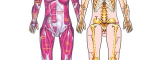 Preguntados: Aparato Locomotor 