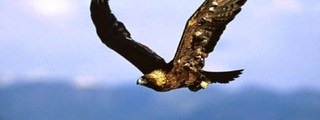 Preguntas y respuestas: ¡La trivia de Las Águilas!