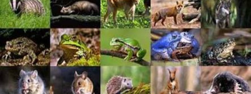 Que animal eres 