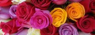 Preguntas y respuestas: Que rosa eres