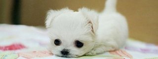 Preguntas y respuestas: Cuanto sabes de perritos???