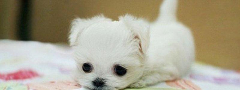 Cuanto sabes de perritos???