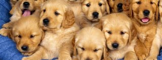 Preguntas y respuestas: cuanto sabes de los perros