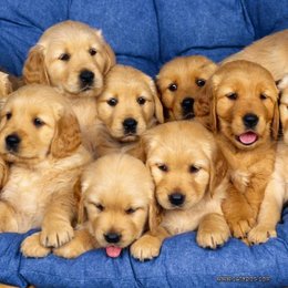 que es lo que los perros aman en la vida - cuanto sabes de los perros