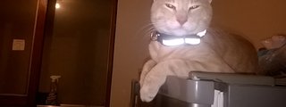Preguntas y respuestas: cuanto sabes sobre la historia de los gatos