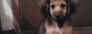 Preguntas y respuestas: que clase de cachorro eres