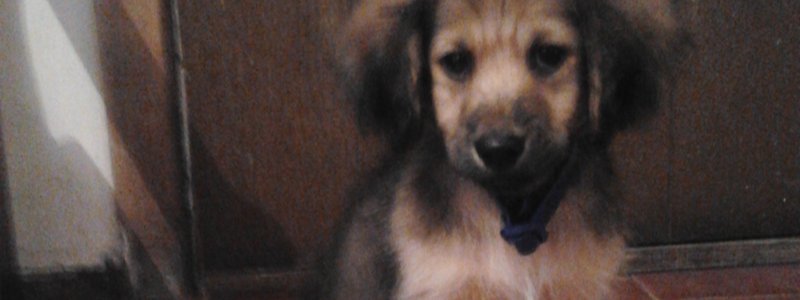 que clase de cachorro eres