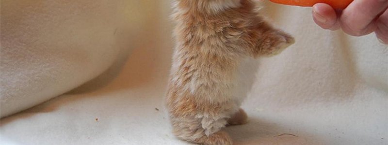 A Que Animal Te Pareces Segun Tu Personalidad