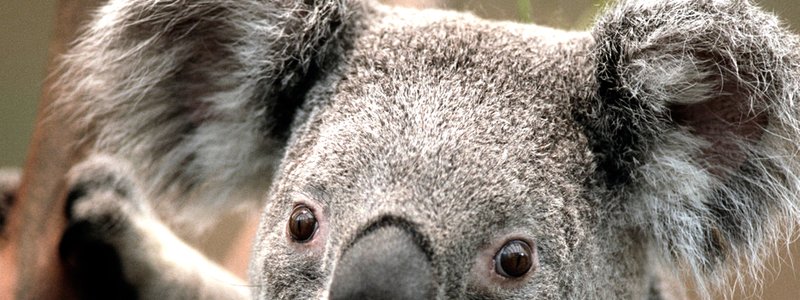 el koala