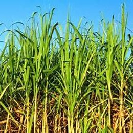 En que lugar se ubica el Ingenio Riopaila Castilla?? - ¿Cuanto sabes sobre Colombia?