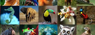 Preguntados: ¿Cuánto sabes de animales?