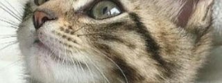 Preguntas y respuestas: ¿Que gato eres?