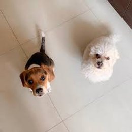 Como se llaman sus perros ? - Cuanto conoces a Skabeche 2020