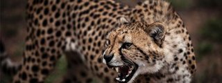 Preguntas y respuestas: Cual es tu animal espiritual