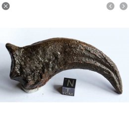 Donde esta este hueso en el esqueleto de un velociraptor? - CUANTO SABES SIBRE DINOSAURIOS