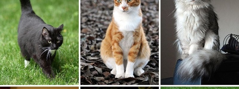 ¿¿QUE GATO ERES ??