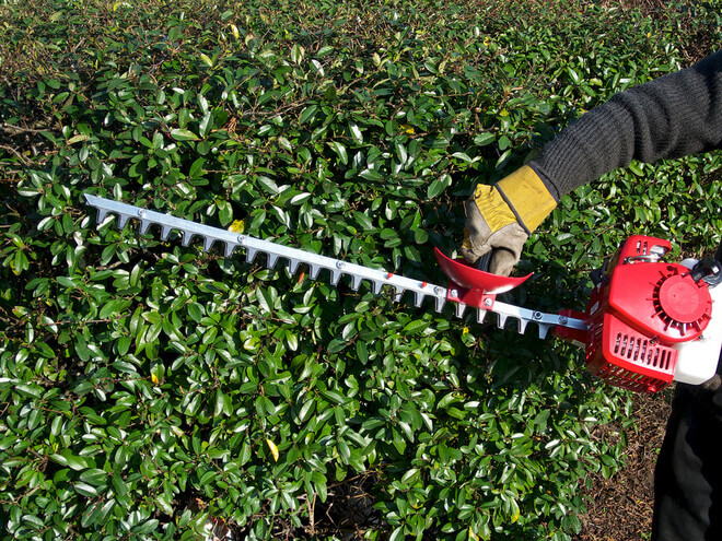 Shrub Trimming Cost