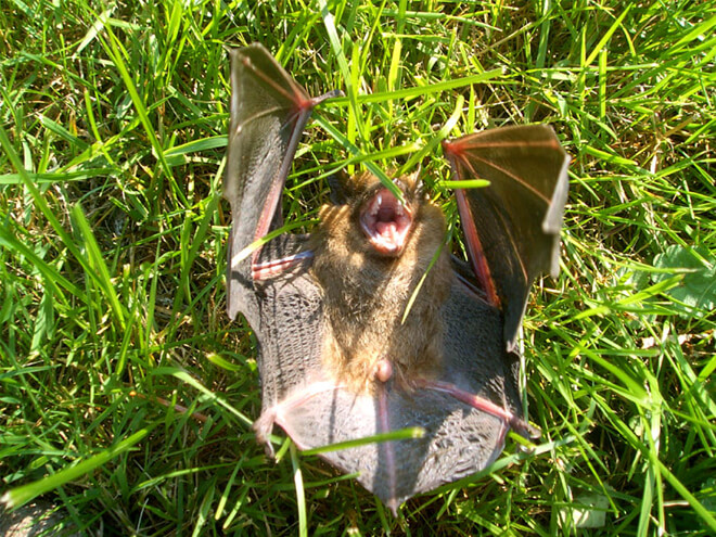 Bat Removal Cost