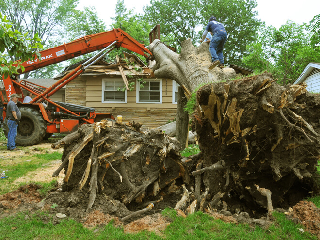 Tree Removal Cost