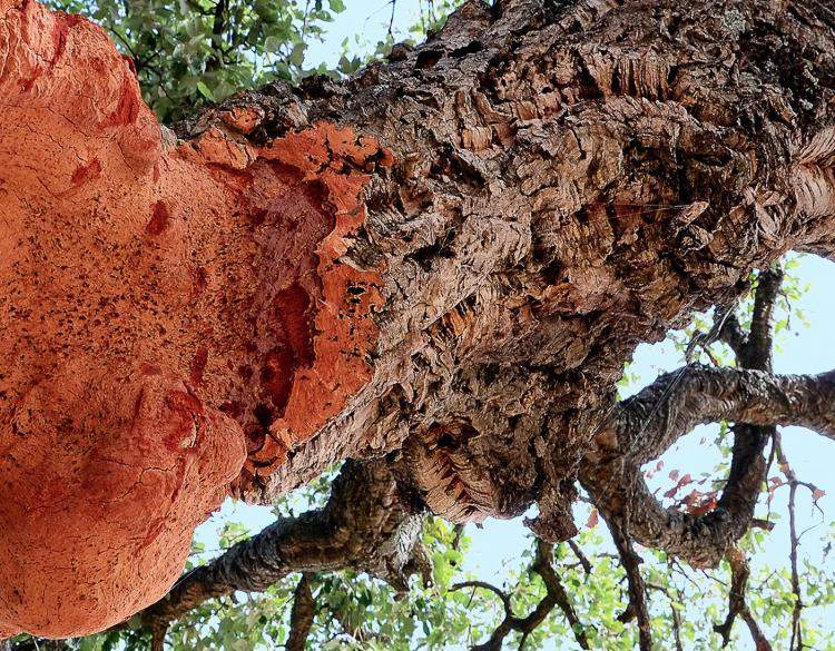 Cork oak tree