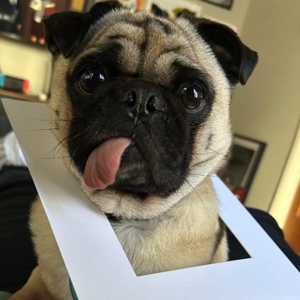 Bolillo