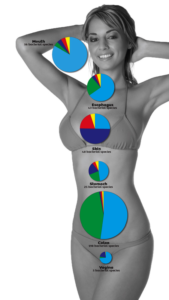 30 days waistline how does it work