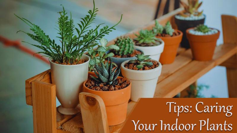 Indoor Plant Care The Complete Guide to Healthy Houseplants