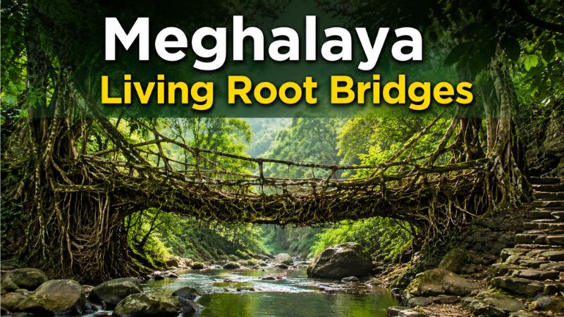 Meghalaya Living Root Bridges Trees Turned Into Natural Bridges