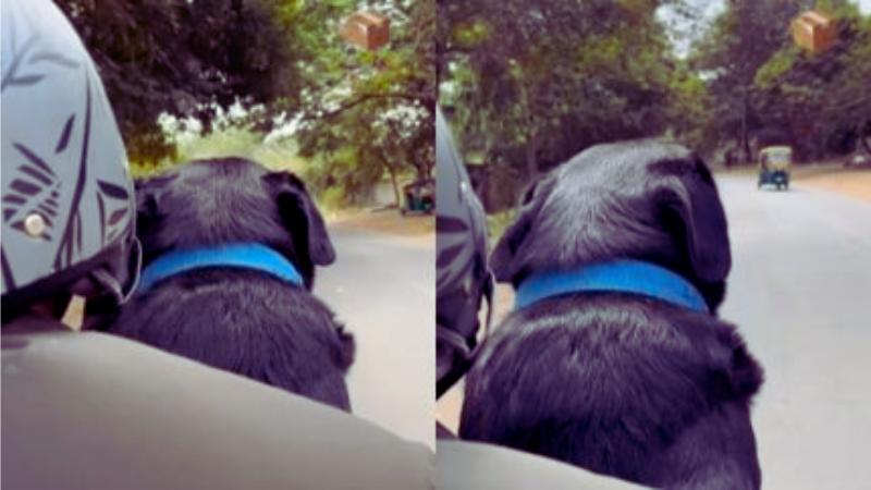 Dog Delivered Like a Parcel by Rapido Driver, Sparks Smiles Online