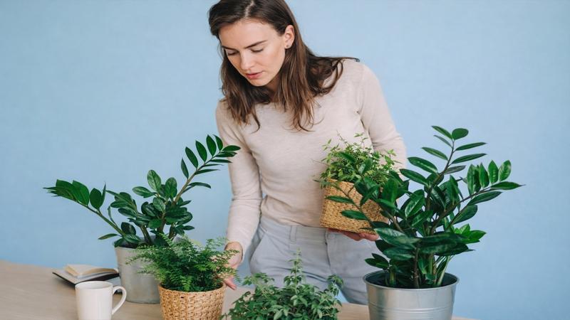 Mastering Indoor Plant Care A Beginner’s Guide