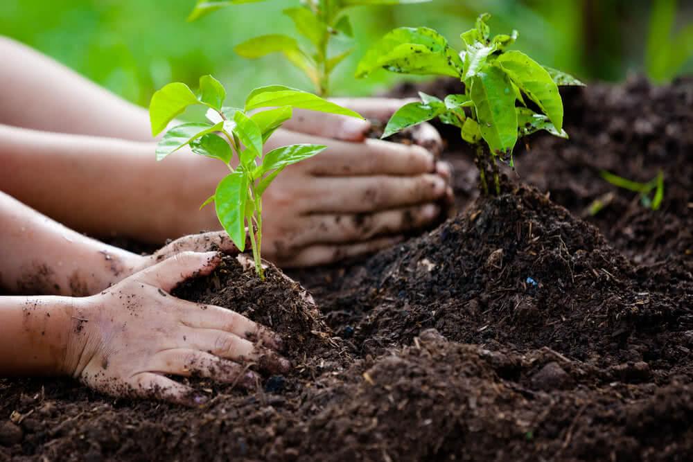 Why Tree Plantation in India Is the Need of the Hour