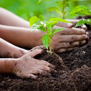 Why Tree Plantation in India Is the Need of the Hour
