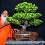 SGS Bonsai Garden