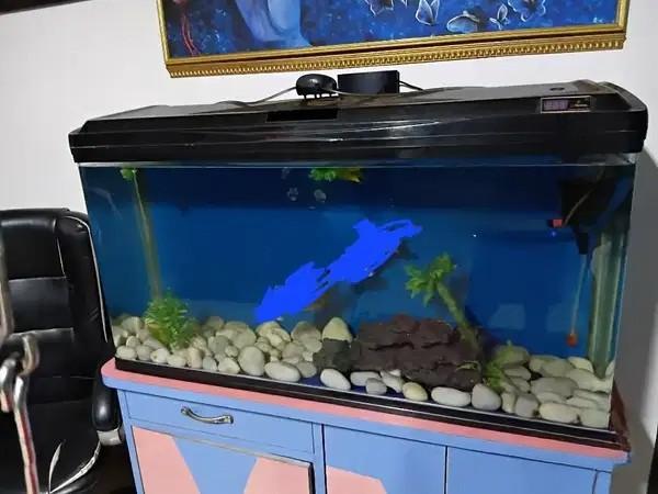 220 Litre Curved Glass Fish Tank for Sale in Vasai East