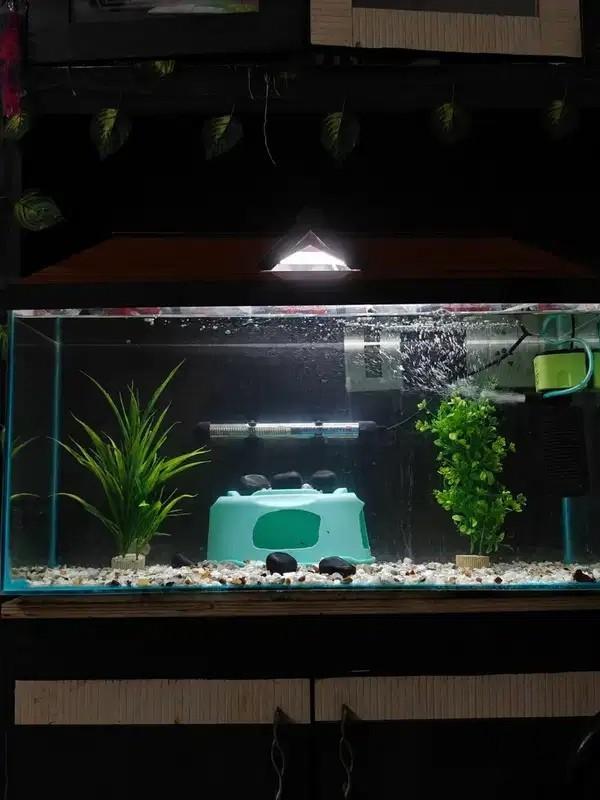 Premium Aquarium Set 2.5ft With Accessories – Complete Fish Tank Setup For Sale