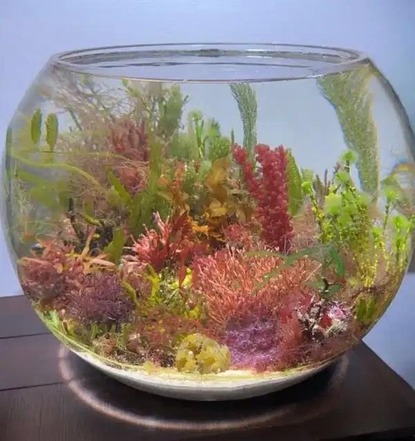 12-Inch Planted Aquarium Fish Bowl Setup in Secunderabad