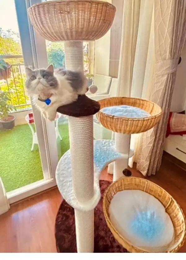 Beautiful Multi-Level Cat Tree for Sale