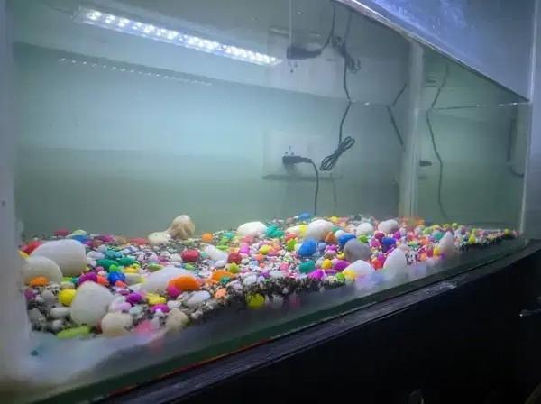 3x2 Feet Aquarium Setup for Sale in Beeramguda Hyderabad