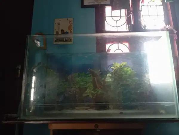 Fish Tank Big Size With 3 Motors And Accessories For Sale