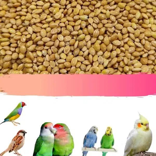 Good Quality Pet Food – Affordable Pet Food Available